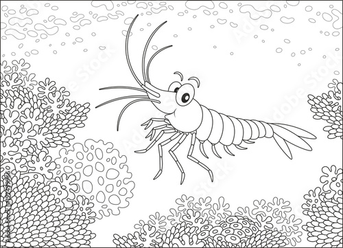 Funny shrimp swimming on a coral reef in a tropical sea, a black and white vector illustration in cartoon style for a coloring book