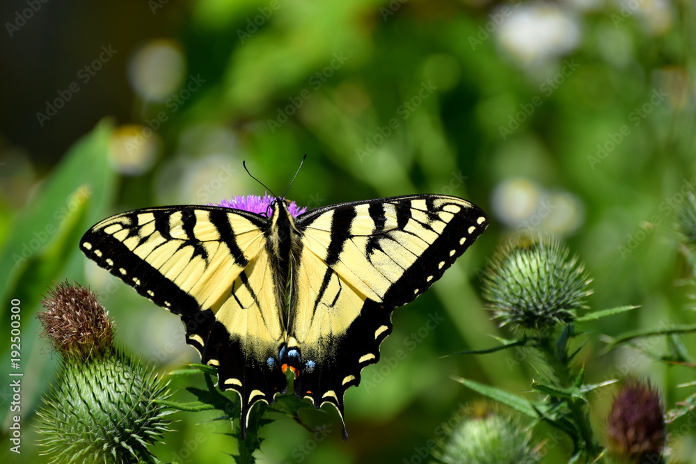 Fototapeta premium Yellow Swallowtail Butterfly