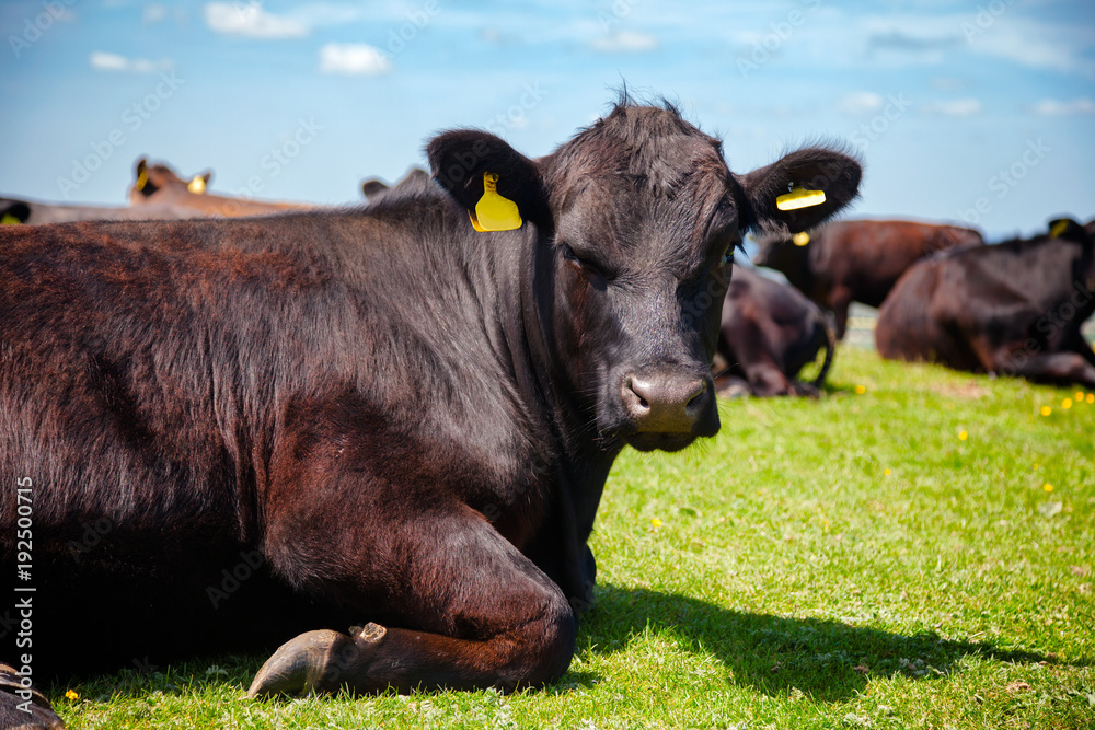English rural landscape in with grazing Aberdeen Angus beef cattle English rural landscape in with grazing Aberdeen Angus beef cattle
