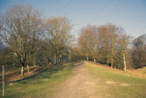 A trail in Dyrehaven north of Copenhagen a summer morning