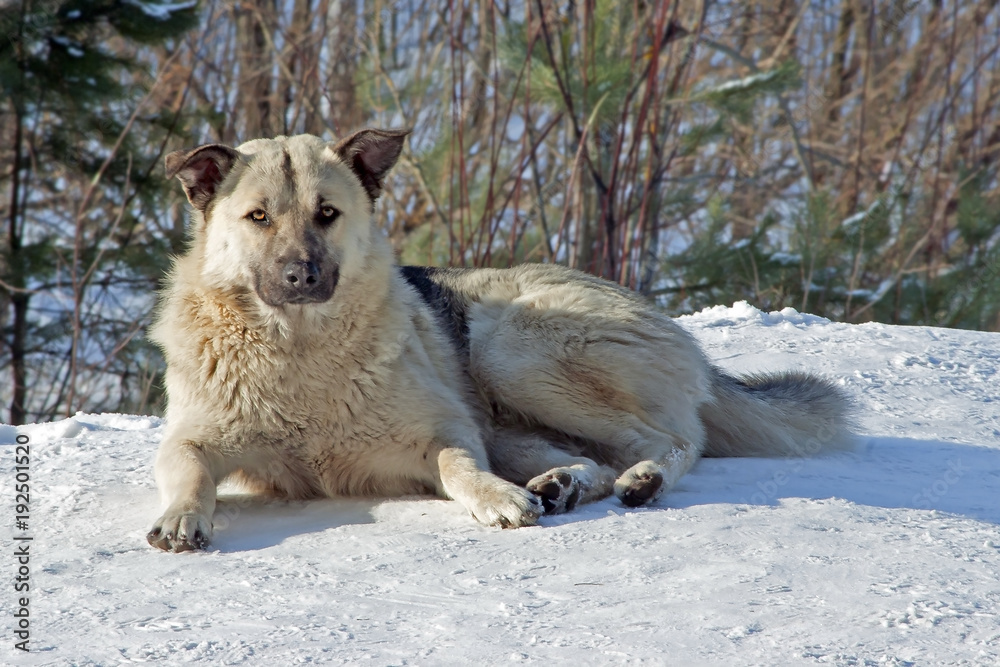 Obraz premium portrait of a dog mongrel with fluffy fur lying on the snow in the winter in the forest
