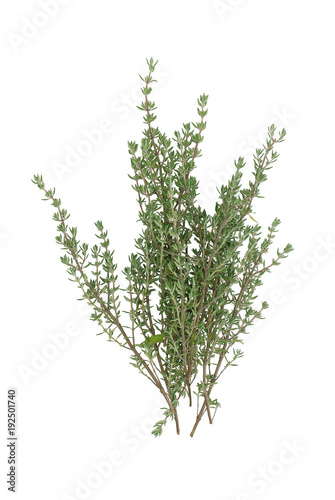 thyme, (Thymus vulgaris), fresh garden herbs, spice, superfood, isolated on white