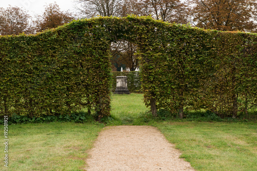 a hedge in the garden