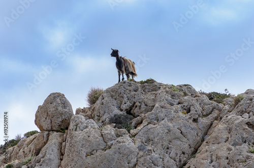 Kozy na skałach, Kreta, Grecja © TOP67