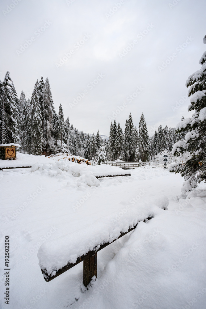 paesaggio invernale in Val Canali, nel parco naturale di Paneveggio - Trentino paesaggio invernale in Val Canali, nel parco naturale di Paneveggio - Trentino