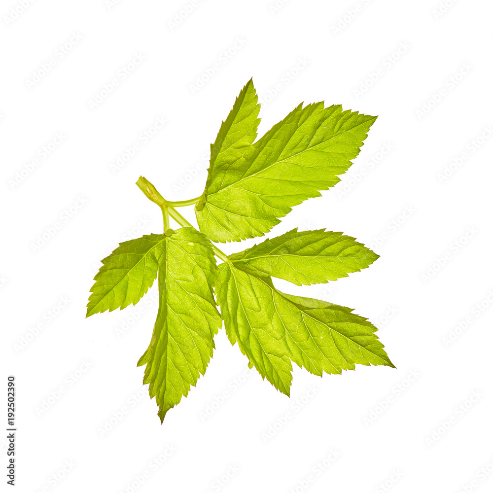 Leaf. Green. Spring. Isolated on white background. for your design. An object. Leaf. Green. Spring. Isolated on white background. for your design. An object.