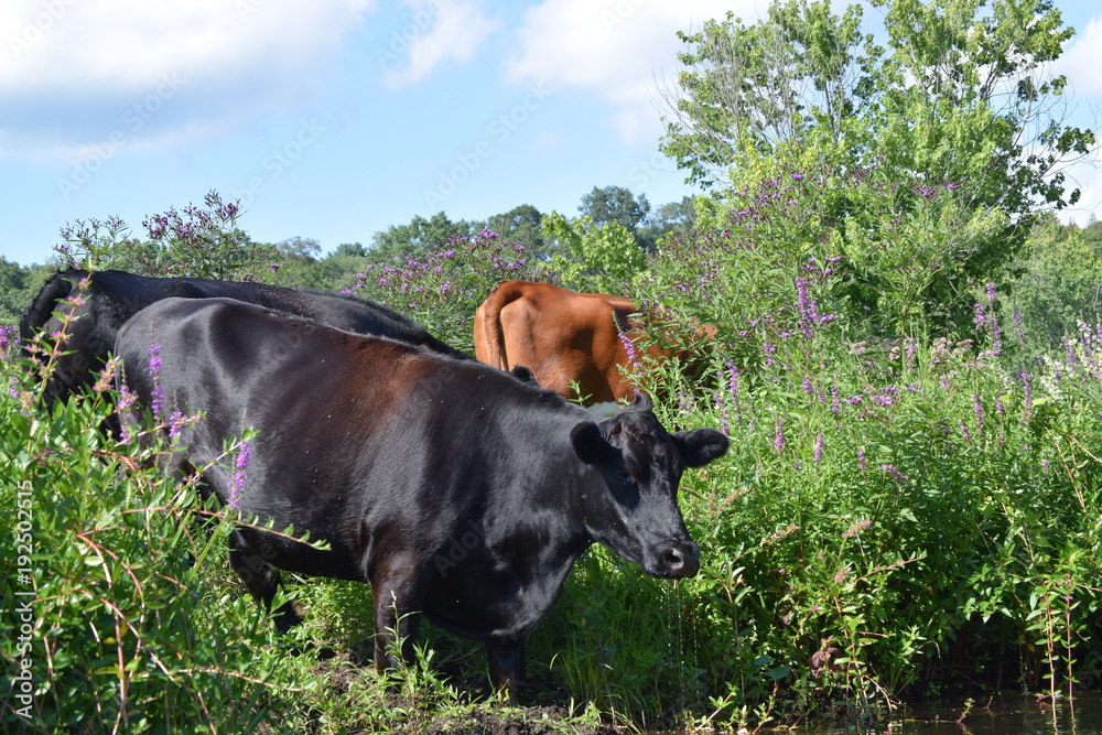 Fototapeta premium Thirsty Cows