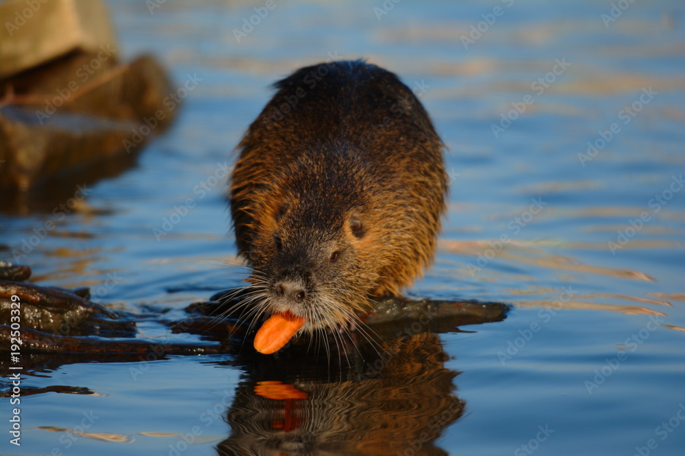 Beaver on the stones next to a river. Close up Beaver on the stones next to a river. Close up