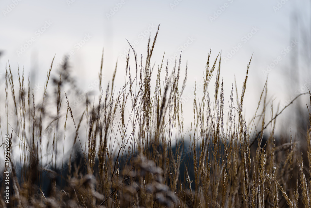Fototapeta premium Beautiful sunset over the lake among the reeds