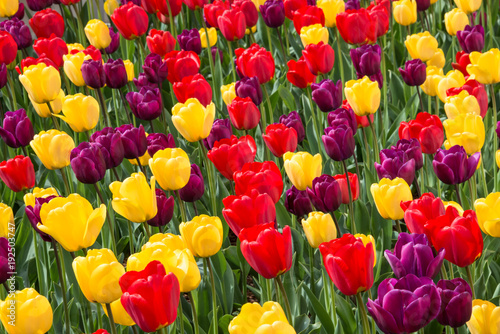 Frame full of tulips in bloom in a variety of colors.  Floral pattern.  Background.
