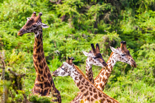Giraffe. Ngorongoro Crater Conservation Area. Tanzania.
