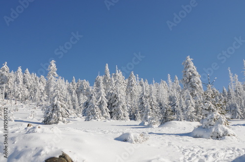 Winter Landscape Harz National Park © Ricardo