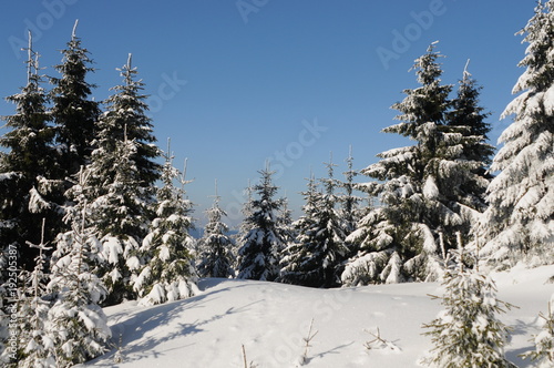 Winter Landscape Harz National Park