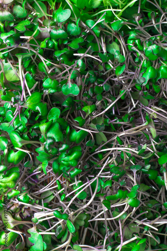 bio micro salad from red cabbage sprots photo