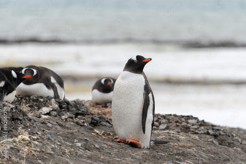 Naklejka premium Gentoo penguin on beach