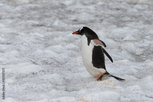 Gentoo penguin going