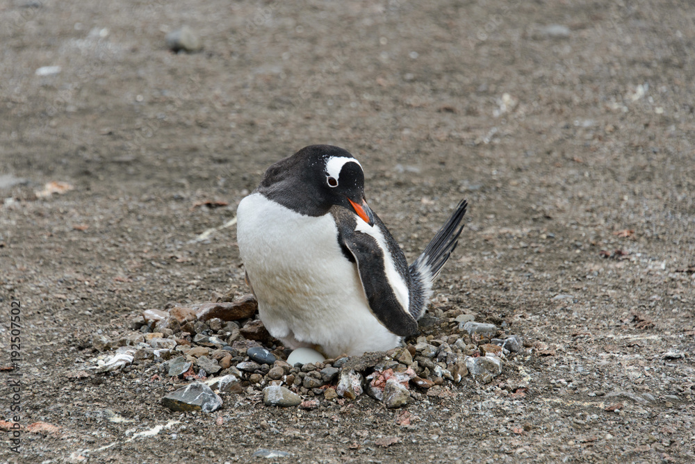 Fototapeta premium Gentoo penguin with egg in nest