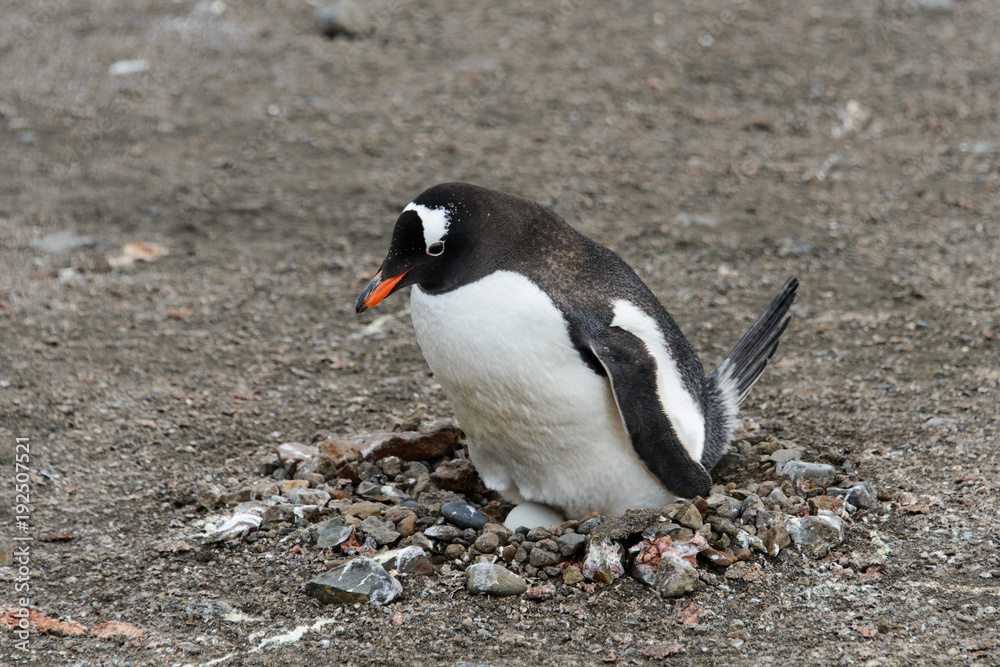 Naklejka premium Gentoo penguin with egg in nest