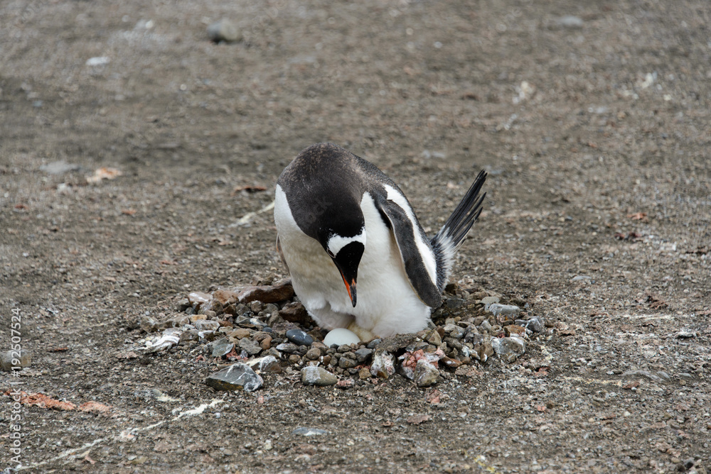 Naklejka premium Gentoo penguin with egg in nest