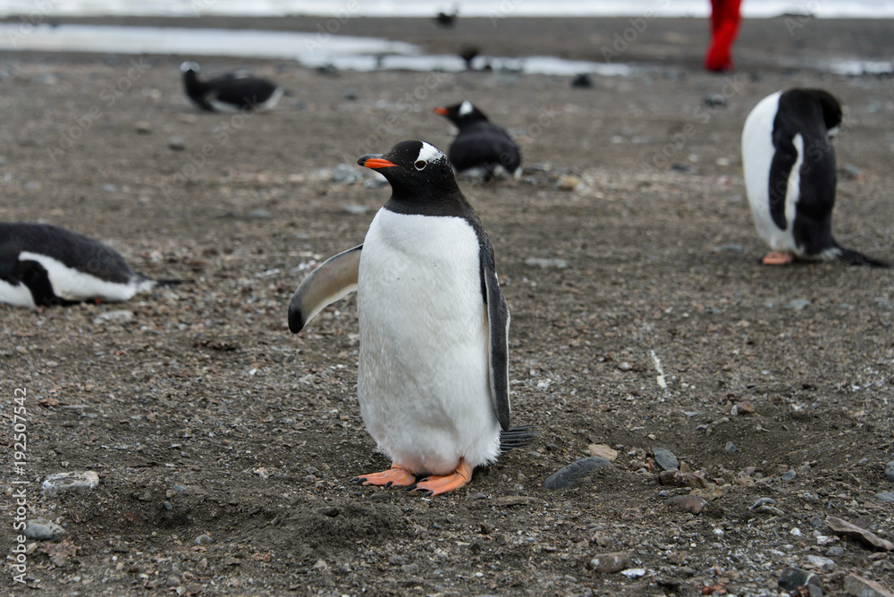 Fototapeta premium Gentoo penguin on beach