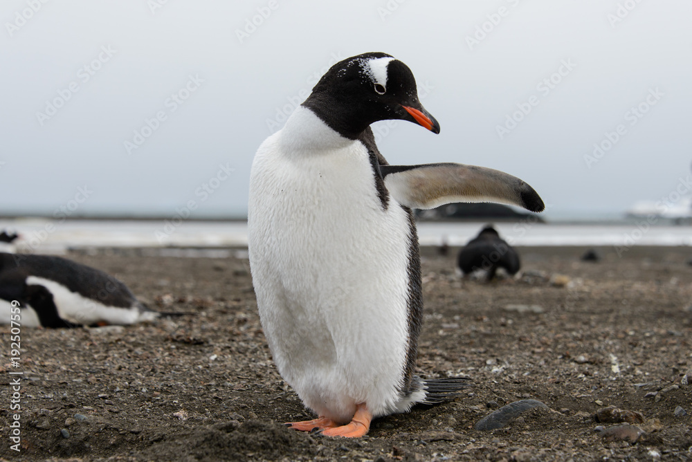 Obraz premium Gentoo penguin on beach