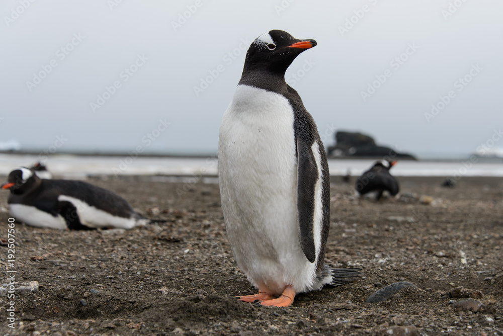 Fototapeta premium Gentoo penguin on beach