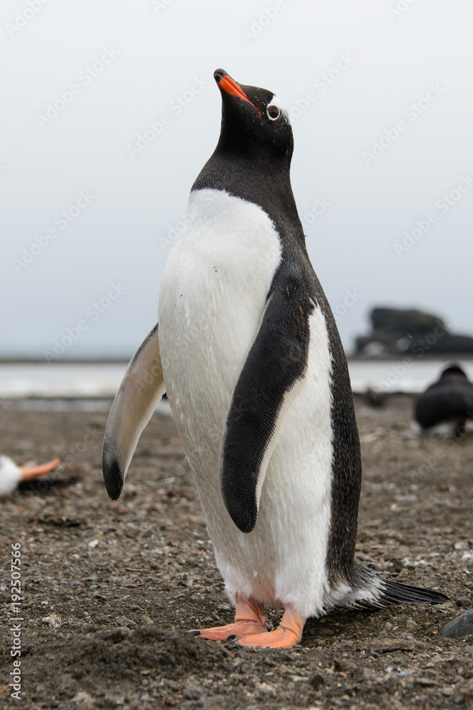 Naklejka premium Gentoo penguin on beach