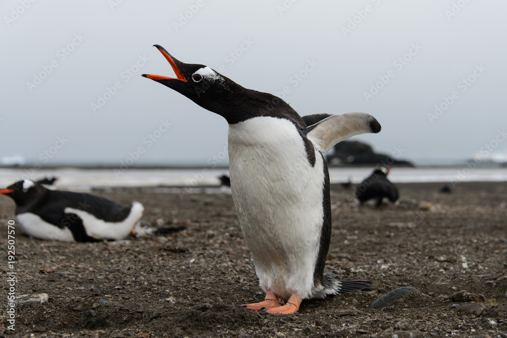 Naklejka premium Gentoo penguin on beach