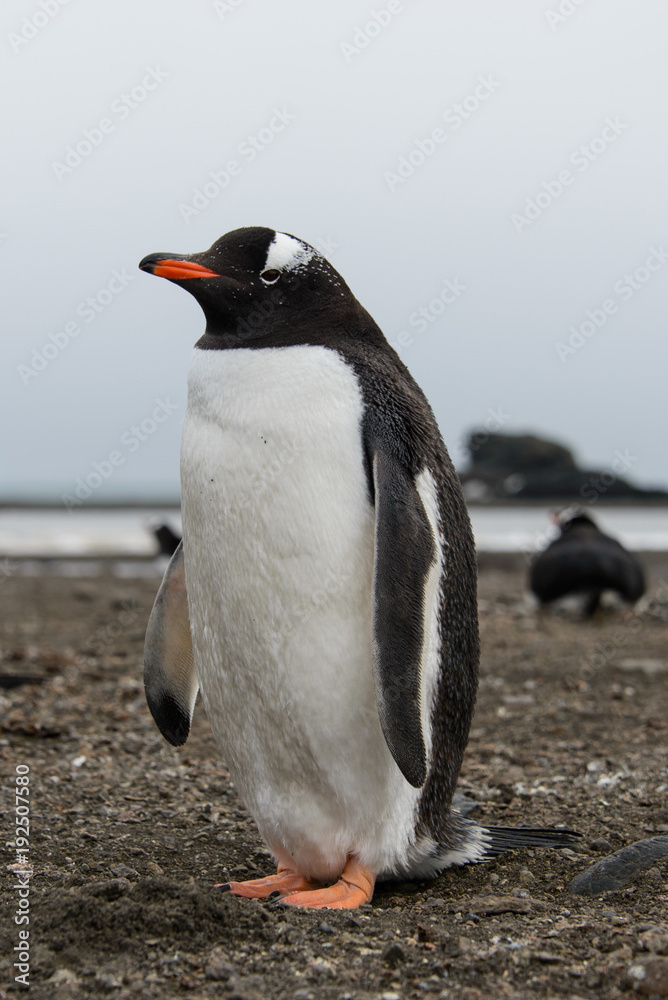Naklejka premium Gentoo penguin on beach