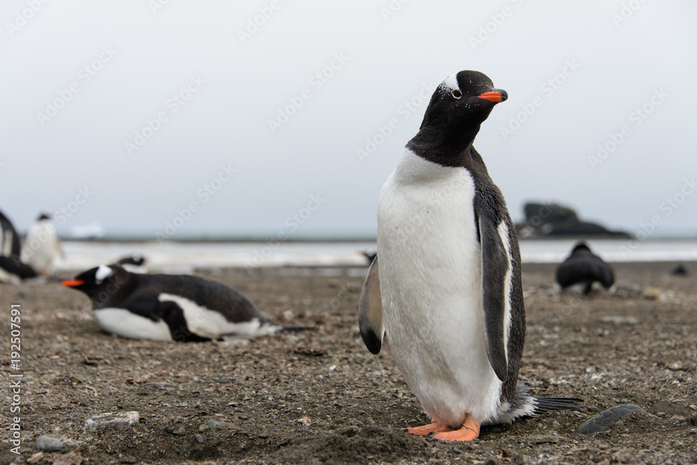 Naklejka premium Gentoo penguin on beach