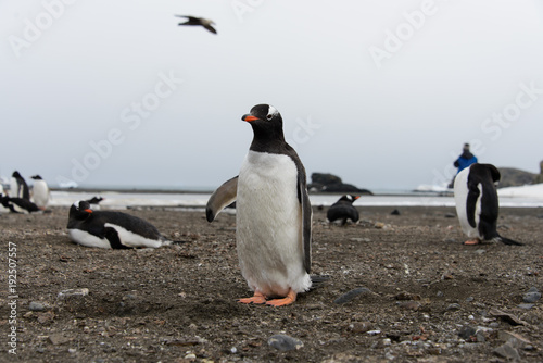 Gentoo penguin on beach