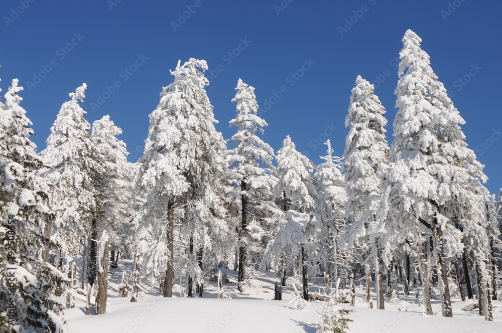 Winter Landscape Harz National Park