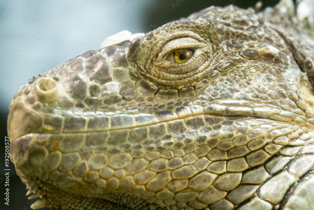 Fototapeta premium Grünerleguan