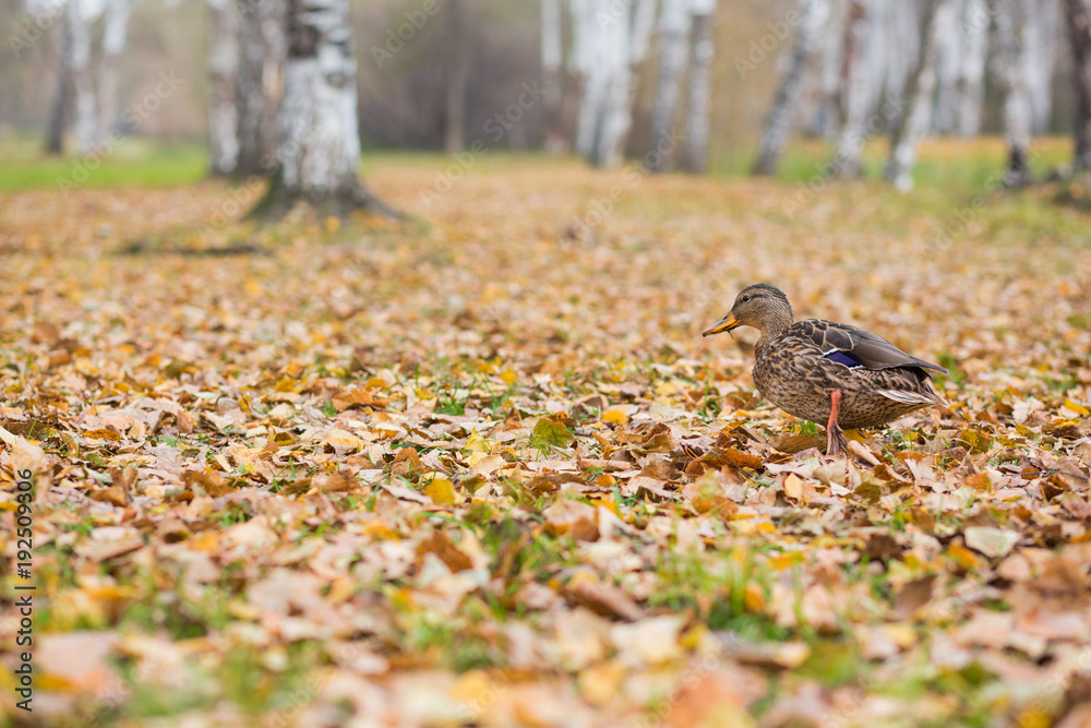 fat duck walks along fallen leaves in the autumn in the park fat duck walks along fallen leaves in the autumn in the park