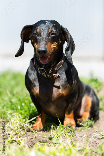 Black young dachshund dog on a sunny day sitting on the grass © fast_9