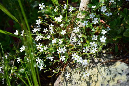 Zierliche weiße Blumen im Gebirge photo