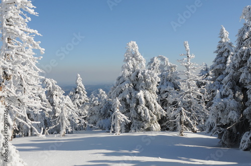 Winter Landscape Harz National Park