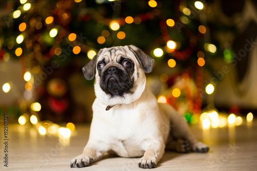 A pug dog sitting on the floor near a Christmas tree with garlands