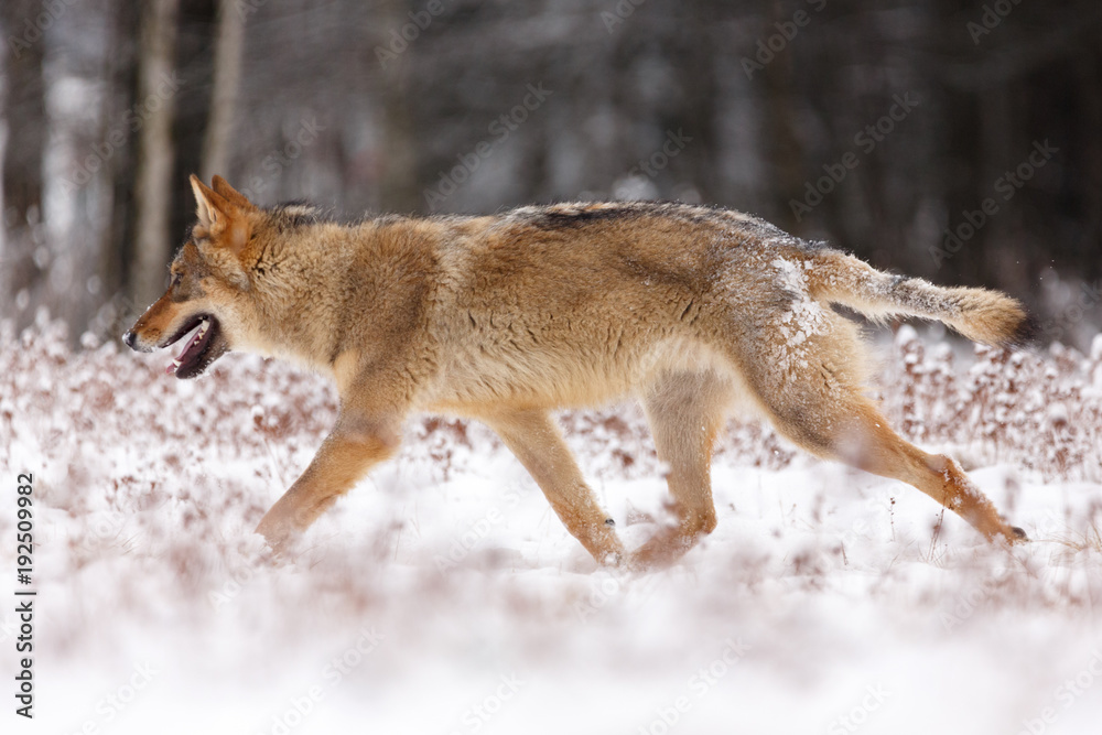Obraz premium Wolf im Schnee