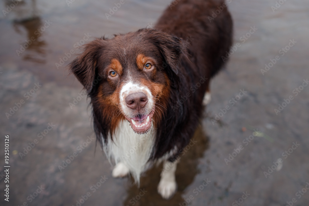 The Australian shepherd in the water. Wet dog