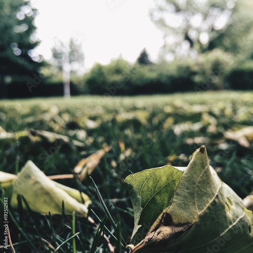 leaf2