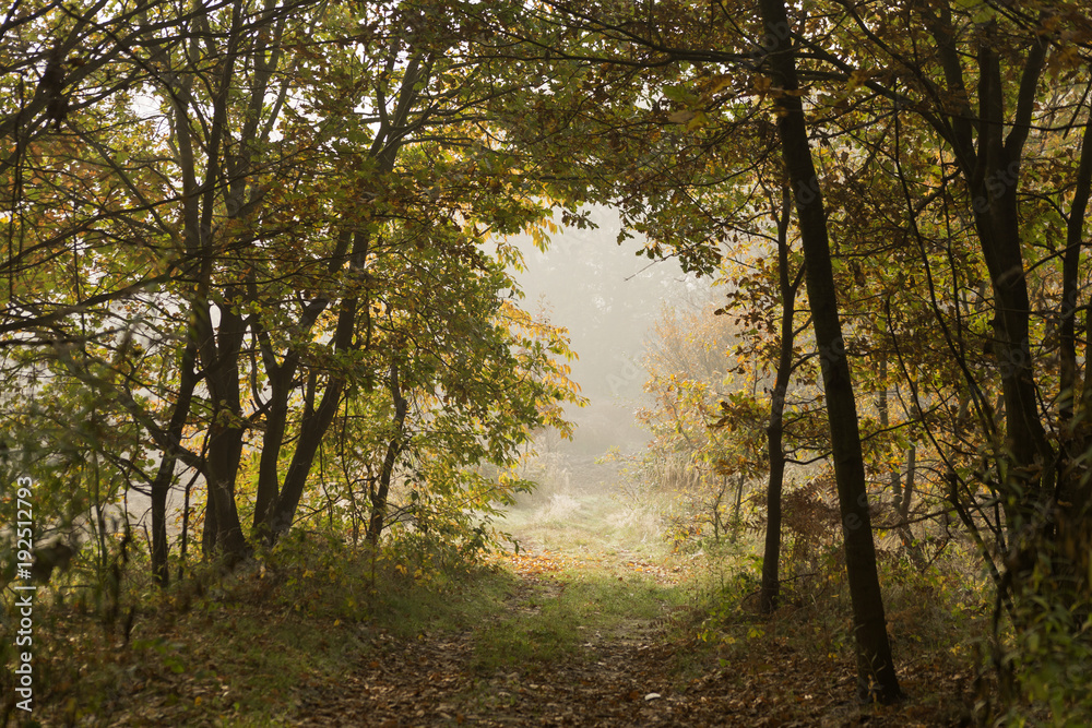 Fototapeta premium Autumnal fog