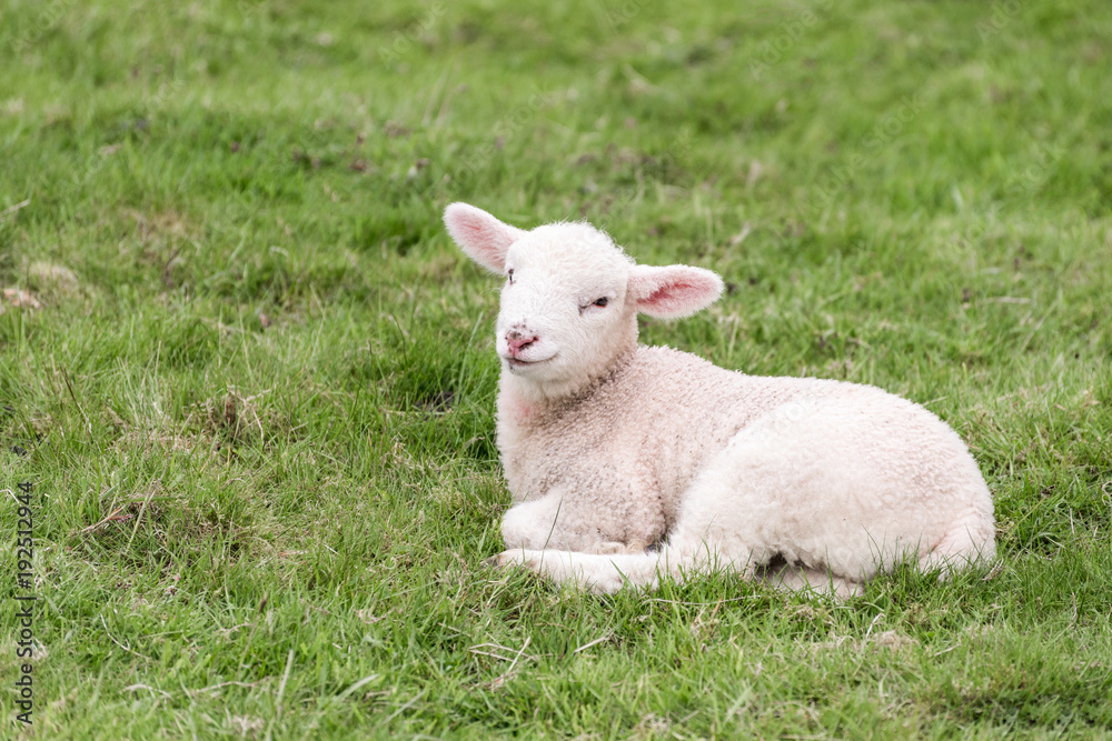 A cute lamb is lying in the grass