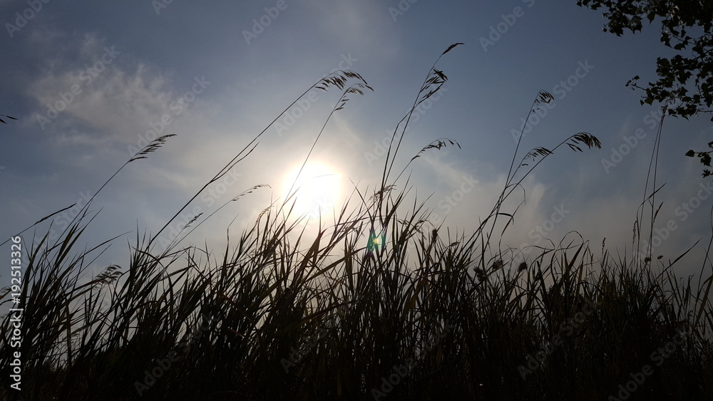 Obraz premium View the sky when viewed through the grass tops. Bottom view of the sun through the grass