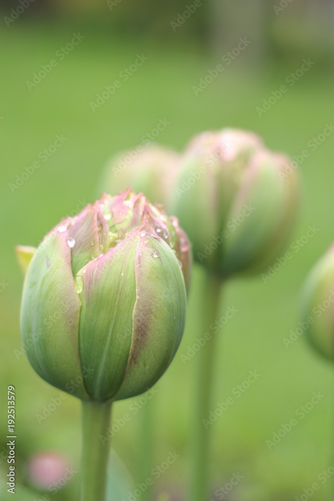 Tulipan ekskluzywny Boa Vista Tulipan ekskluzywny Boa Vista