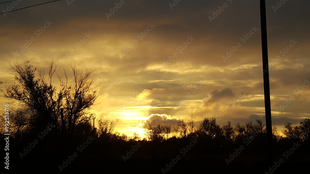 Forest pine trees silhouette against colorful clouds at sunset. Sunset, silhouettes of trees