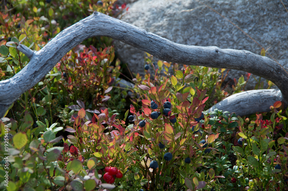 Blueberries in Lapland, Finland Blueberries in Lapland, Finland