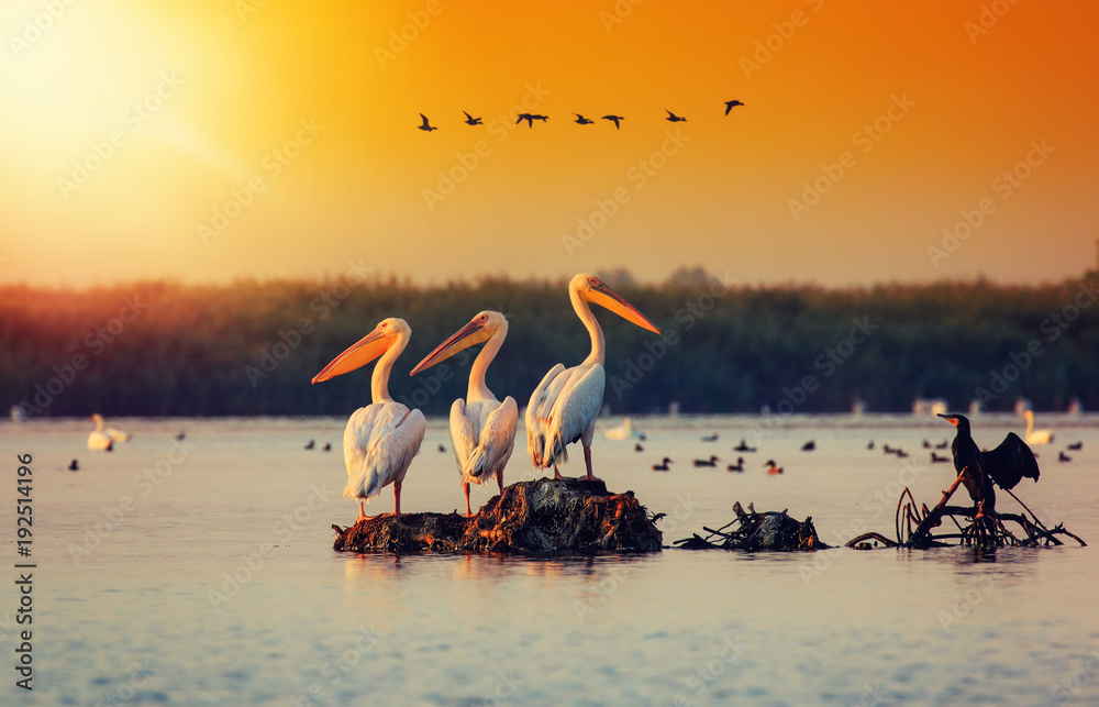 Fototapeta premium Pelikan kolonia w delcie Dunaju w Rumunii. W delcie Dunaju znajduje się największa kolonia pelikanów poza Afryką