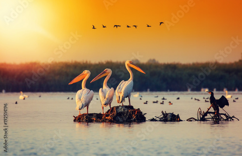 Pelican colony in Danube Delta Romania. The Danube Delta is home to the largest colony of pelicans outside Africa photo