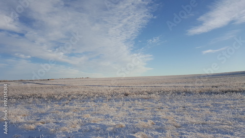 Amazing deep blue sky with cirrus feather-shaped clouds over dry grassland - nature background. Cirrus clouds over the grass field in winter © Media Whale Stock